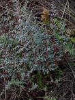 Pellaea andromedifolia, Coffee Fern, is here in California chaparral.  - grid24_24