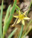 Sisyrinchium elmeri, Small Yellow Eyed Grass