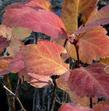 Crataegus douglasii, Western Thorn Apple fall leaves - grid24_24