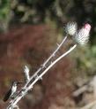 A hummingbird guarding his Cirsium occidentale venustum, Red Thistle, from all intruders, such as other hummingbirds, and butterflies.  - grid24_24