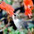 An Anna Hummingbird caught in the act of getting nectar from a Zauschneria californica mexicana