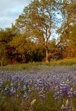 Field Lupine, Lupinus nanus - grid24_24