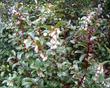 Vaccinium ovatum Huckleberry - grid24_24