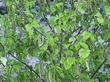 Betula occidentalis, Water Birch, in early spring with its pendent catkins (flower clusters).  - grid24_24