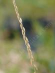 Bouteloua curtipendula, Side-Oats Grama seeds - grid24_24