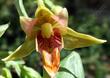 Epipactis gigantea, Stream Orchid throat 