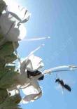 A bumblebee ad native bee going in for a landing on a white sage.