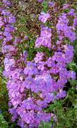 Penstemon spectabilis, Showy Penstemon can be a very hot lavender addition to a California garden.