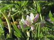 This Lupinus arboreus shows the mix of yellow and blue flowers.