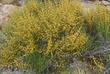 Ephedra viridis, Green Ephedra, grows in many dry areas of California, and is showy at certain times of the year, with its yellow pollen cones.  