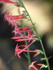 Gilia aggregata Skyrocket