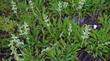 Salvia sonomensis Farmar-Bower, Golden Creeping Sage