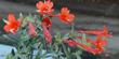 This California fuchsia grows in the mountains up to about 7000 ft.