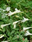 The white form of California fuchsia, Zauschneria or  Epilobium. - grid24_24