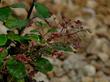 Ribes viburnifolium Evergreen Currant