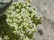 Asclepias erosa Desert Milkweed flower