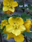 Fremontodendron californicum California Flannel Bush. Also known as Fremontia.
