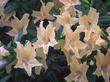 Spunky Agoura Monkey makes a beautiful peachy mound. hard to believe this grows in dry Southern California. This Monkey Flower  is sometimes called Mimulus aurantiacus, which is what they call almost all the monkey flowers. It's like everyone is Bob and Mary. - grid24_24