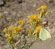 A California Dogface butterfly sipping nectar from a flower of Chrysothamnus nauseosus, Rabbitbrush.