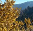 Fremontodendron californicum California Flannel Bush in the wild. Also known as Fremontia.
The flowers commonly cover all the plant.
