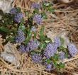 Ceanothus Blue Jeans has holly leaves and deep blue flowers. - grid24_24