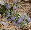 Ceanothus Blue Jeans has holly leaves and deep blue flowers.
