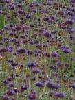Salvia columbariae Chia - grid24_24