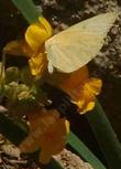 Mimulus guttatus,  Seep Monkey Flower with butterfly - grid24_24