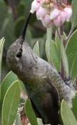 Anna Hummingbird on Arctostaphylos pungens flower