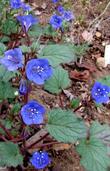 Phacelia campanularia, Desert Bluebell, is growing here in the Santa Margarita garden.