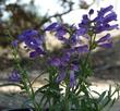 Penstemon speciosus. Showy Penstemon