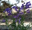 Penstemon speciosus. Showy Penstemon - grid24_24