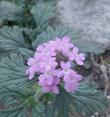 Verbena goodingii Pink Verbena