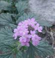 Verbena goodingii Pink Verbena - grid24_24