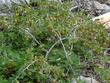 Ribes roezlii, Sierra Gooseberry with berries in Sierras