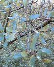 Quercus john tuckeri (old name: Quercus turbinella ssp. californica)