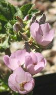 Malacothamnus densiflorus Many Flowered Bushmallow