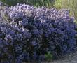 Ceanothus Julia Phelps in full flower as a hedge.