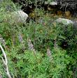 Aquilegia formosa Crimson Columbine, Western Columbine, or  Red Columbine flowers, with Lupinus	polyphyllus - grid24_24