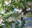 Arctostaphylos Mama Bear manzanita