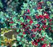 Rhamnus crocea ilicifolia Hollyleaf Redberry