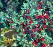 Rhamnus crocea ilicifolia Hollyleaf Redberry - grid24_24