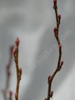 Alnus incana tenuifolia, Thinleaf alder stems