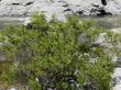 A lush specimen of Cephalanthus occidentalis, California Buttonwillow, growing along the treacherous, deadly Kern River, above Bakersfield, California. - grid24_24