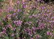 Penstemon heterophyllus, Foothill Penstemon has flowers that vary from almost pink to deep blue. Same plant, different years. - grid24_24