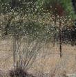Eriogonum nudum pubiflorum, Naked buckwheat in its native habitat.