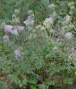 Sidalcea hickmanii anomala plant - grid24_24