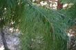 Incense cedar, foliage is fragrant. - grid24_24