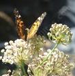 Asclepias fascicularis, Narrow-leaf milkweed with painted lady butterfly
