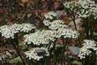 Achillea millefolium californica Yarrow with Hair Streak - grid24_24